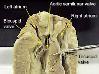 Heart Anatomy Diagram Heart Anatomy Diagram