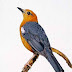 Merawat Burung Anis Merah