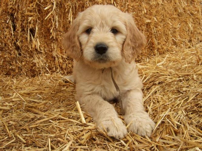 Puppy Jealousy Waiting for our Goldendoodle! Sunshine Guerrilla