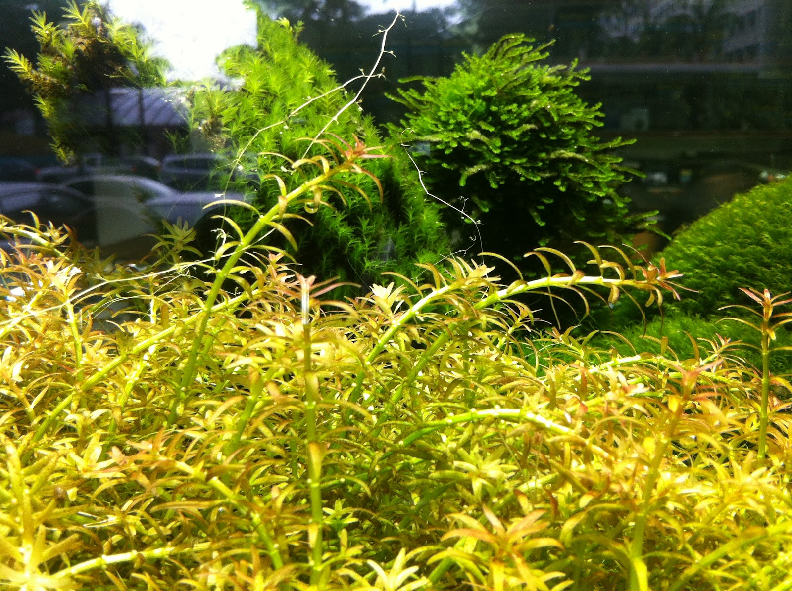 Rotala Sp