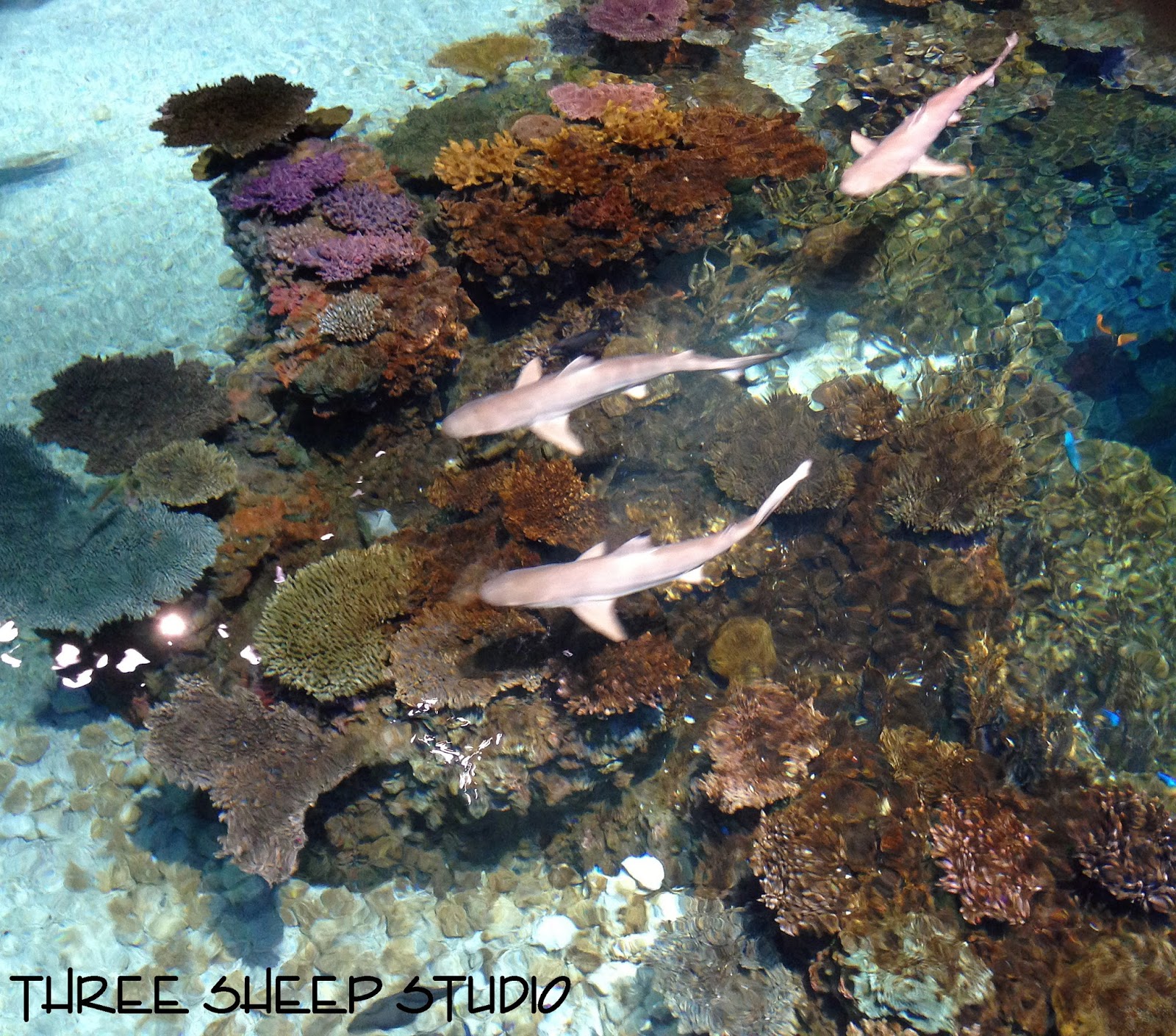 Three Sheep Studio A "Smack Of Jellyfish" At The Baltimore Aquarium...