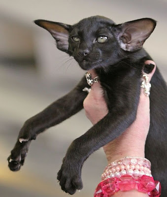 funny bats photos images 2012 funny cute animals