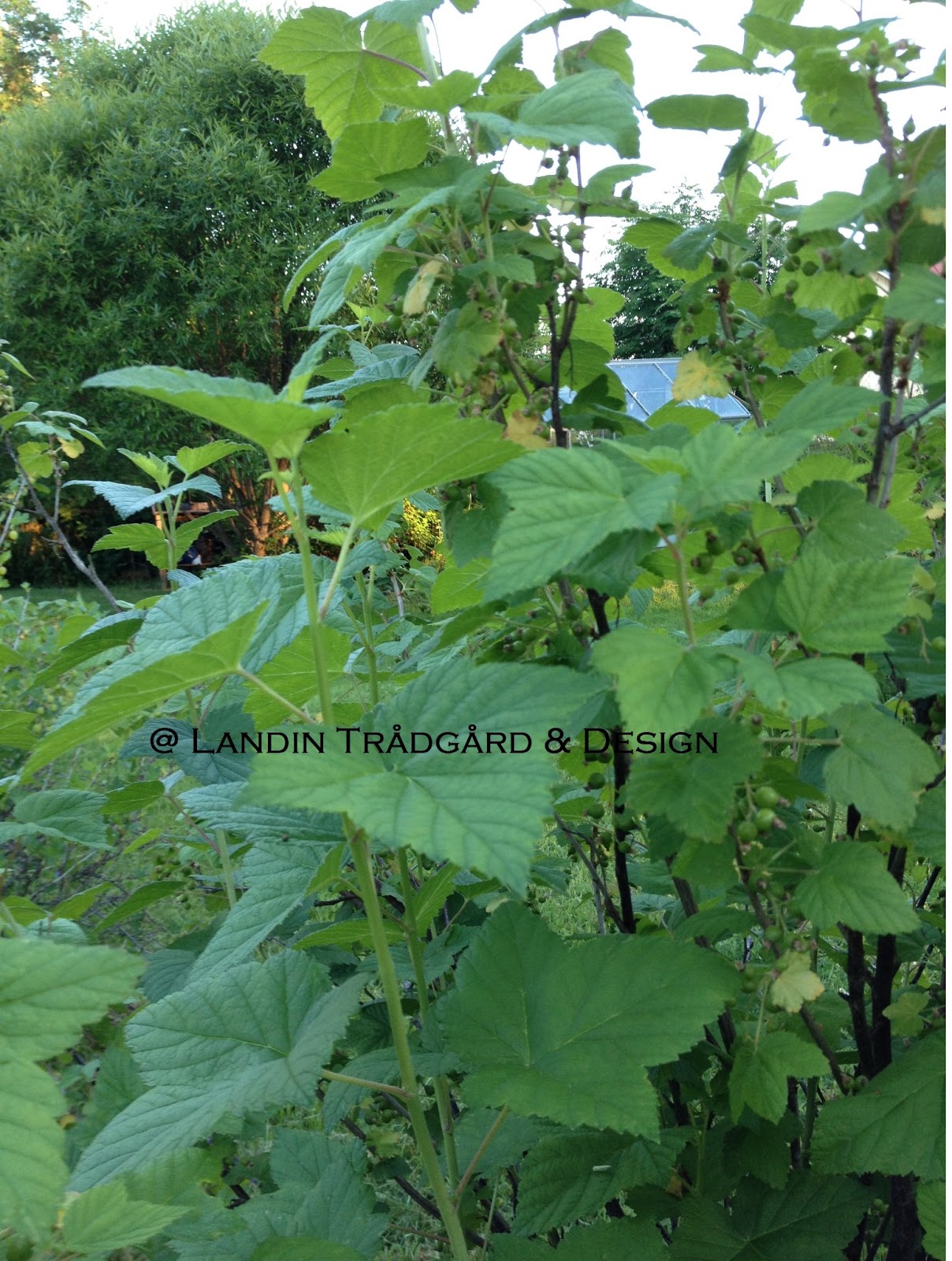 Landin trädgård & design blogg