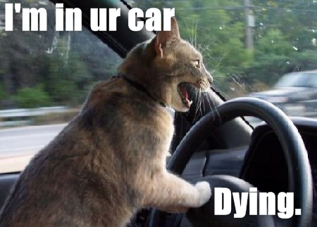 Funny Cats Guns