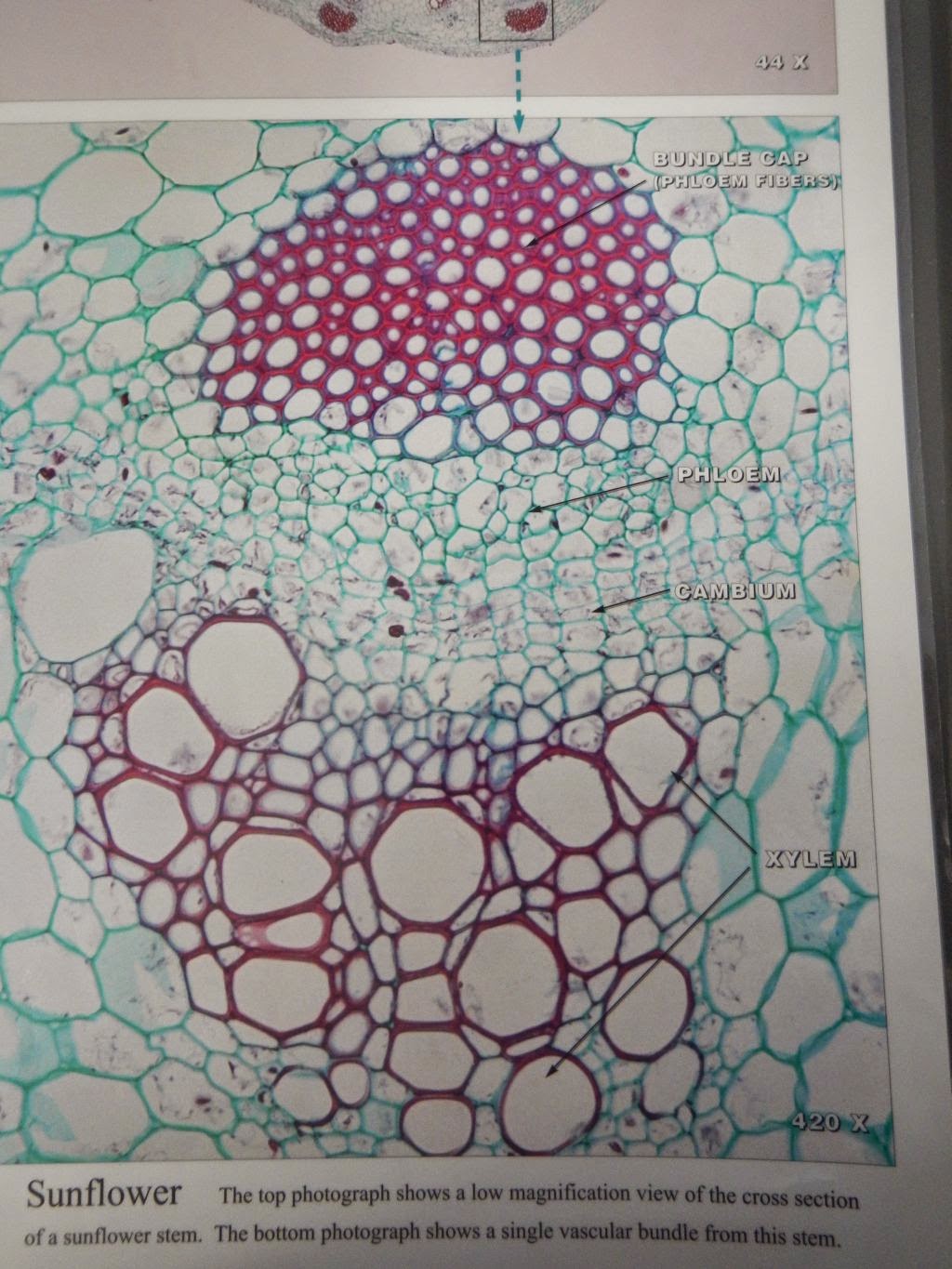 Bio Geo Nerd Plant Cell Wall Lab