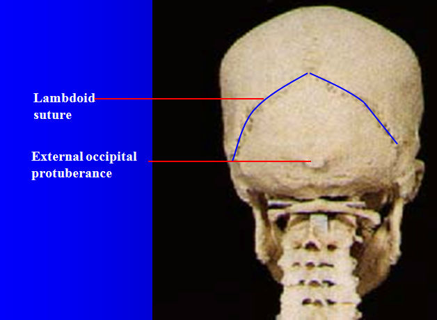 MBBS Medicine (Humanity First): Skull Anatomy