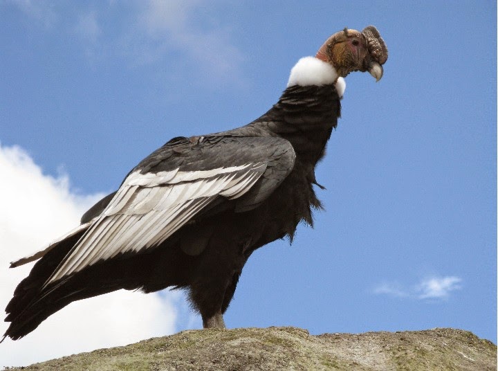 http://es.wikipedia.org/wiki/Vultur_gryphus