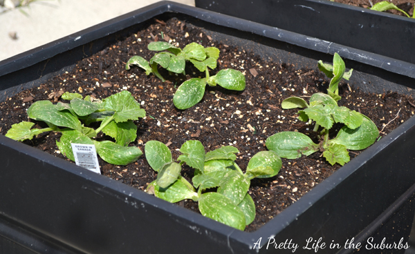 Vegetable Gardening in Raised Beds & Containers