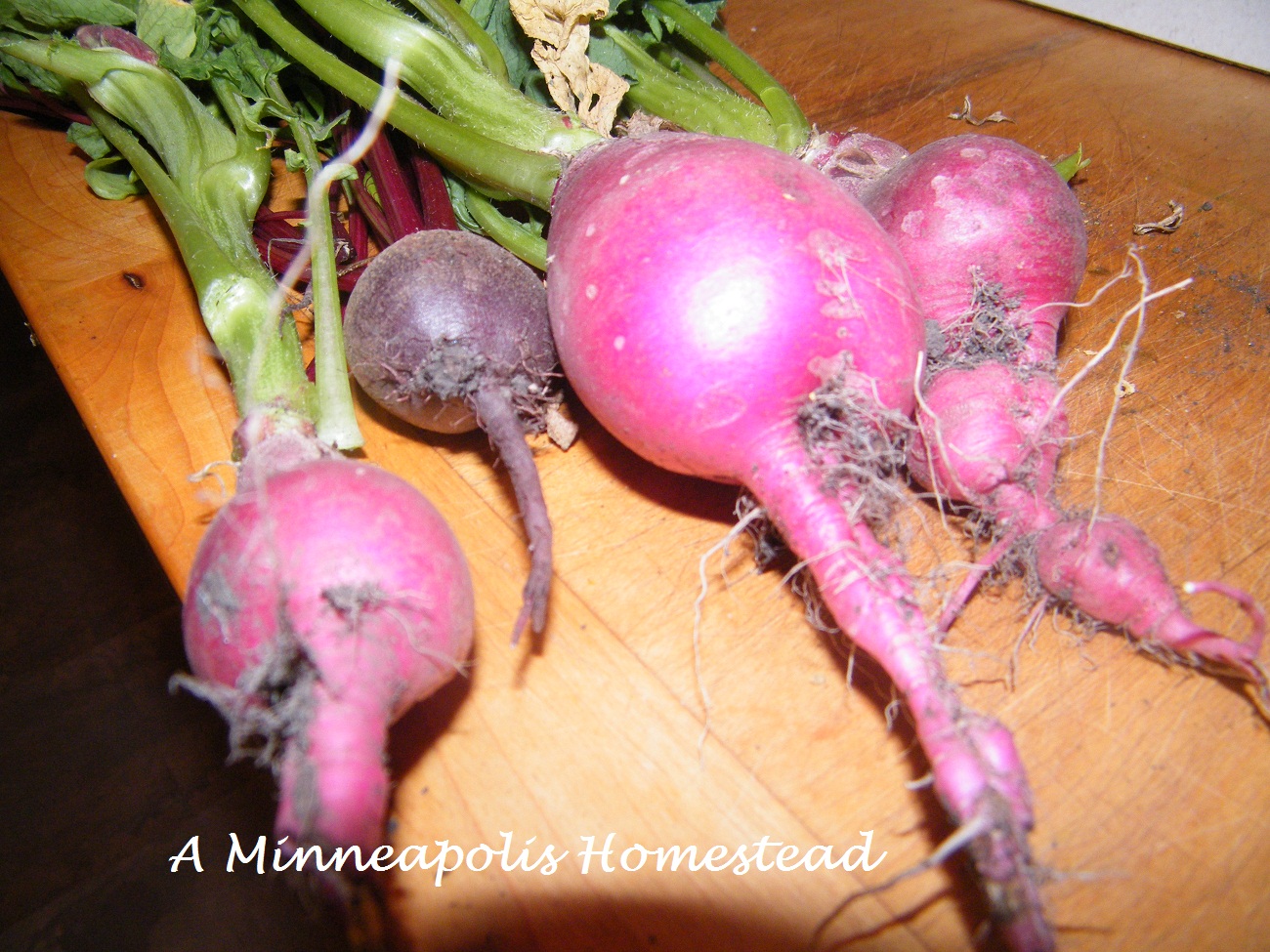 Pickled Radish Recipe Minneapolis Homestead