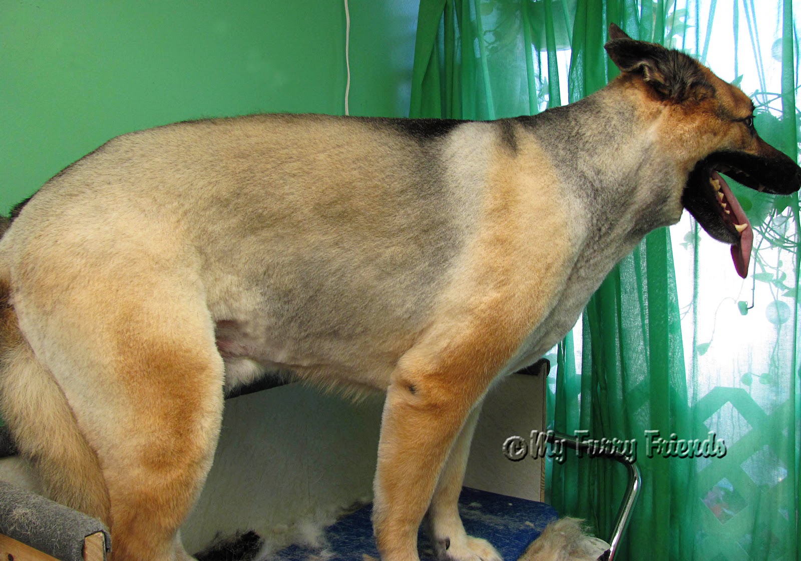 australian shepherd lab mix shedding pet grooming the good the bad u0026 the furry shaving a shepherd australian shepherd lab mix shedding pet grooming the good the bad u0026 the furry shaving a shepherd