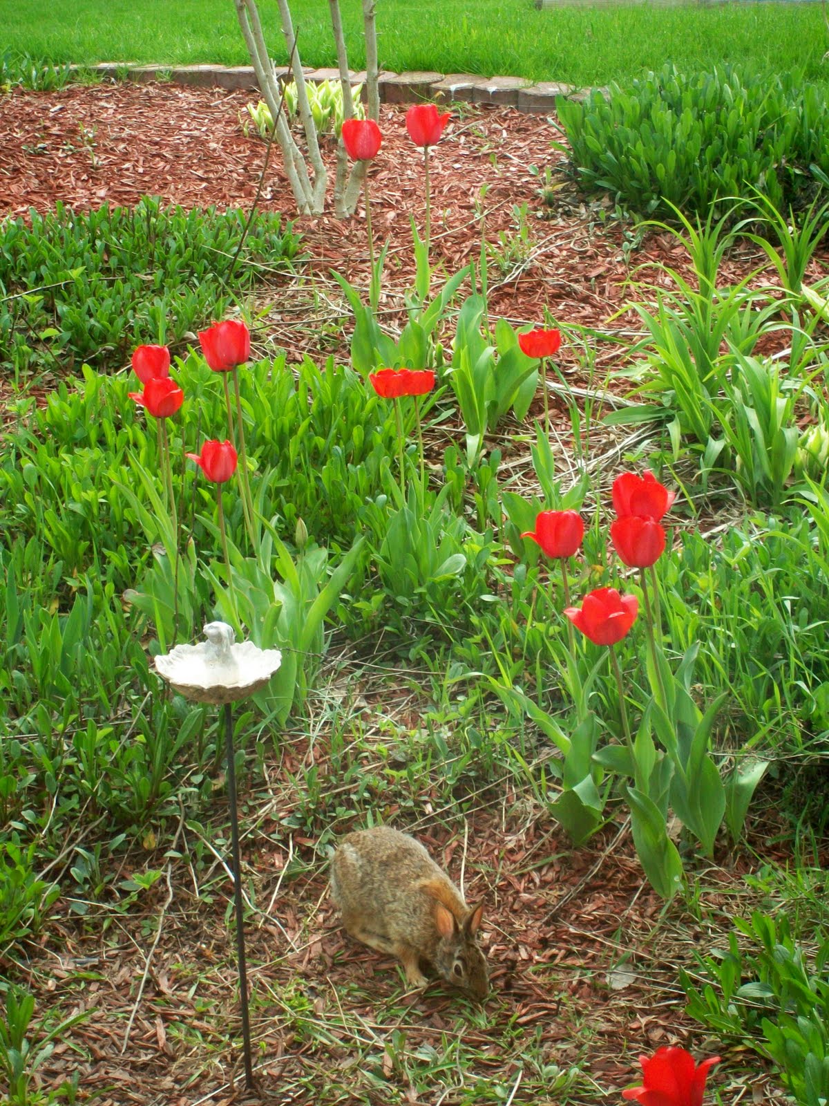 Backyard Tulip Garden Backyard Tulip Garden