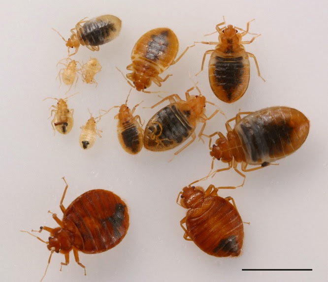 How many eggs can a bed bug lay in its lifetime?
