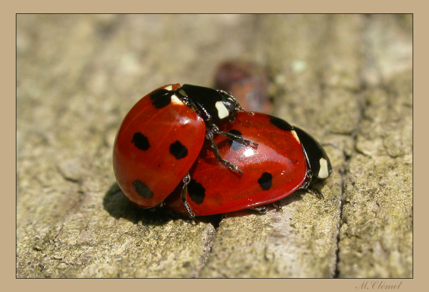 rencontre avec une coccinelle