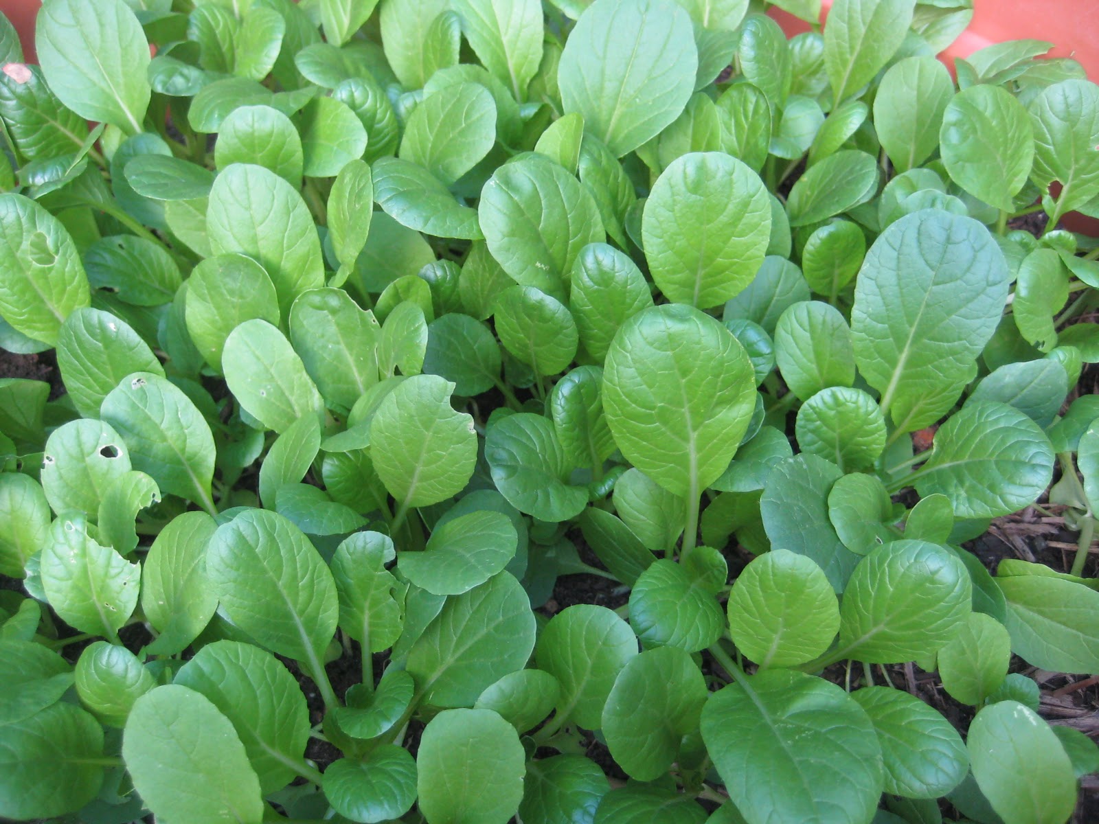 Our Green Haven Pak Choy Green & Gai Choy/Mustard Green