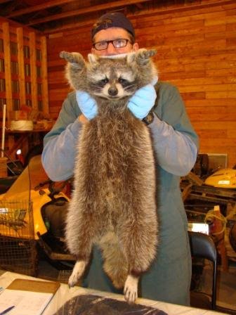 reliving tomorrow did you see the size of that raccoon edited raccoon size
