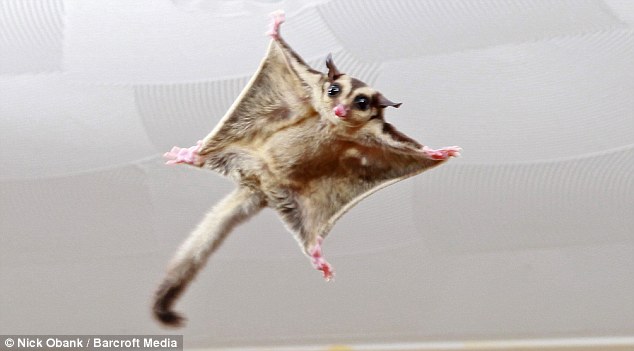 ForAnimalLover: Is it a bird? Is it a hamster? Meet the sugar gliders flying  around a suburban living room