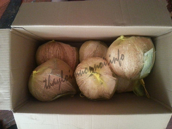 mua dừa sáp giá rẻ ở hà nội