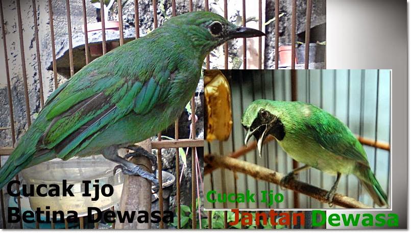 Cara Membedakan Bakalan Cucak Ijo Jantan &amp; Betina Koyut