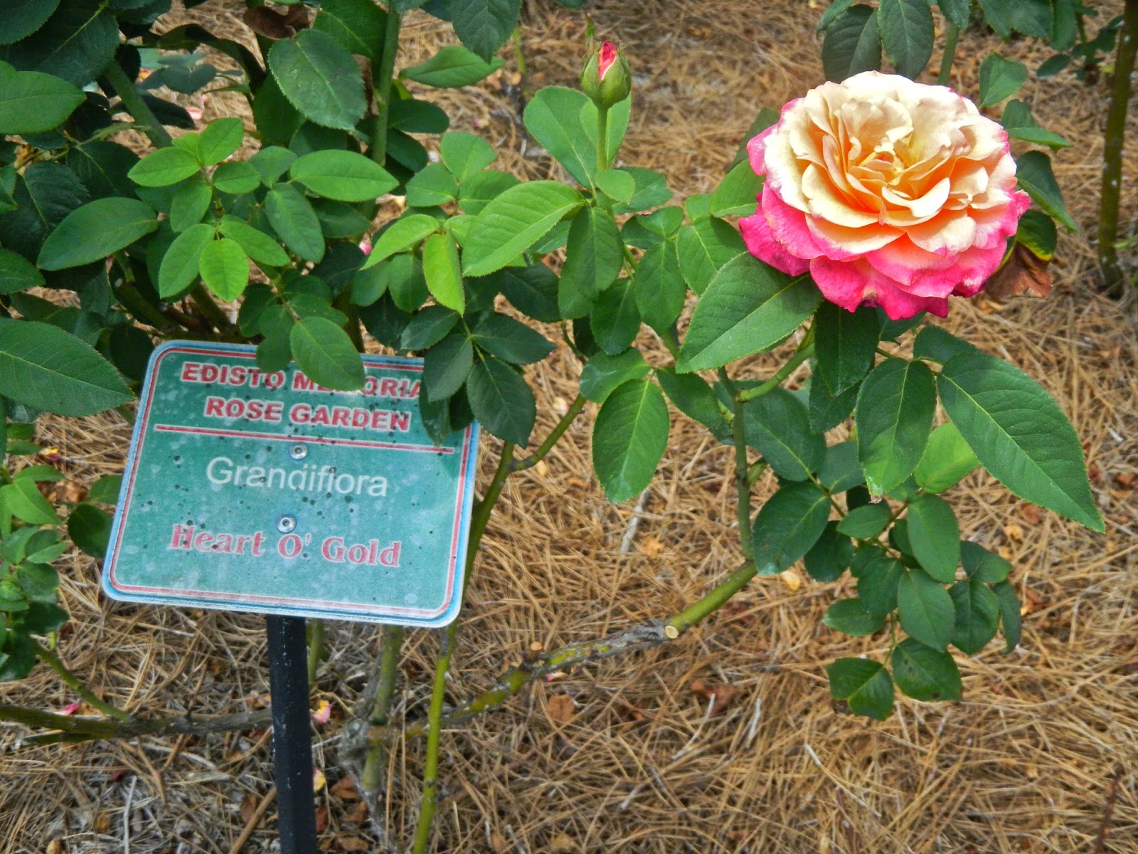 Copyright 2014 Frances J. Pearce "Heart O' Gold" rose at Edisto Memorial Gardens