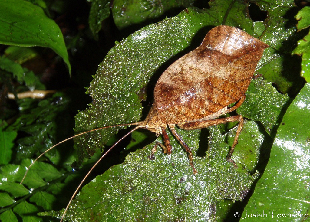 Imagenes de Honduras | Culturas, Religiones y Creencias