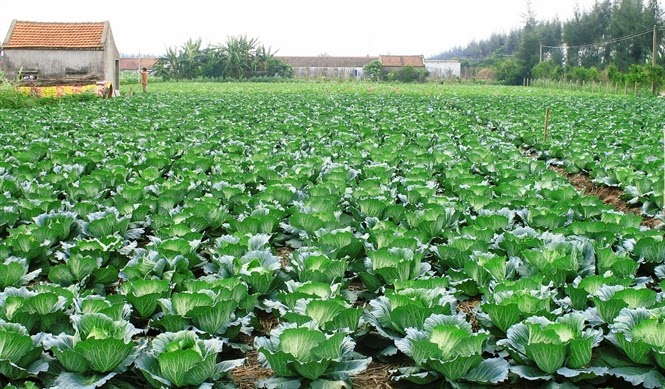 Cải bắp là cây trồng chủ lực vụ đông tại Hà Nội