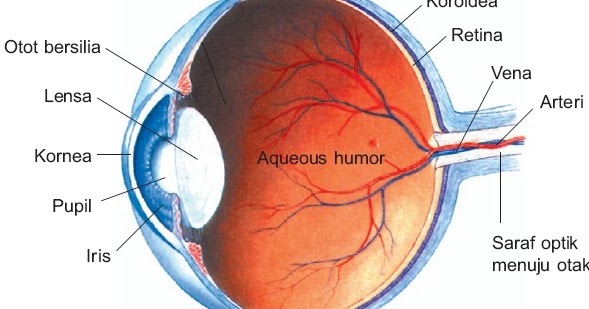 Belajar Matematika Simpel Pintar Pelajaran Indera Penglihatan Pada Insan Mata Struktur Fungsi Bagian
