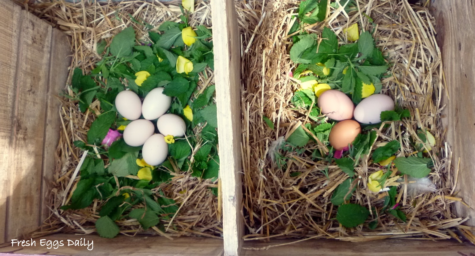 Herbs for Hens Adding Herbs to your Chicken Nesting Boxes Fresh