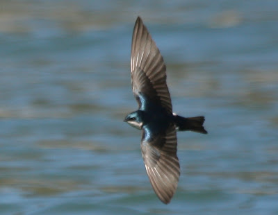 Variety of Life Hirundinidae