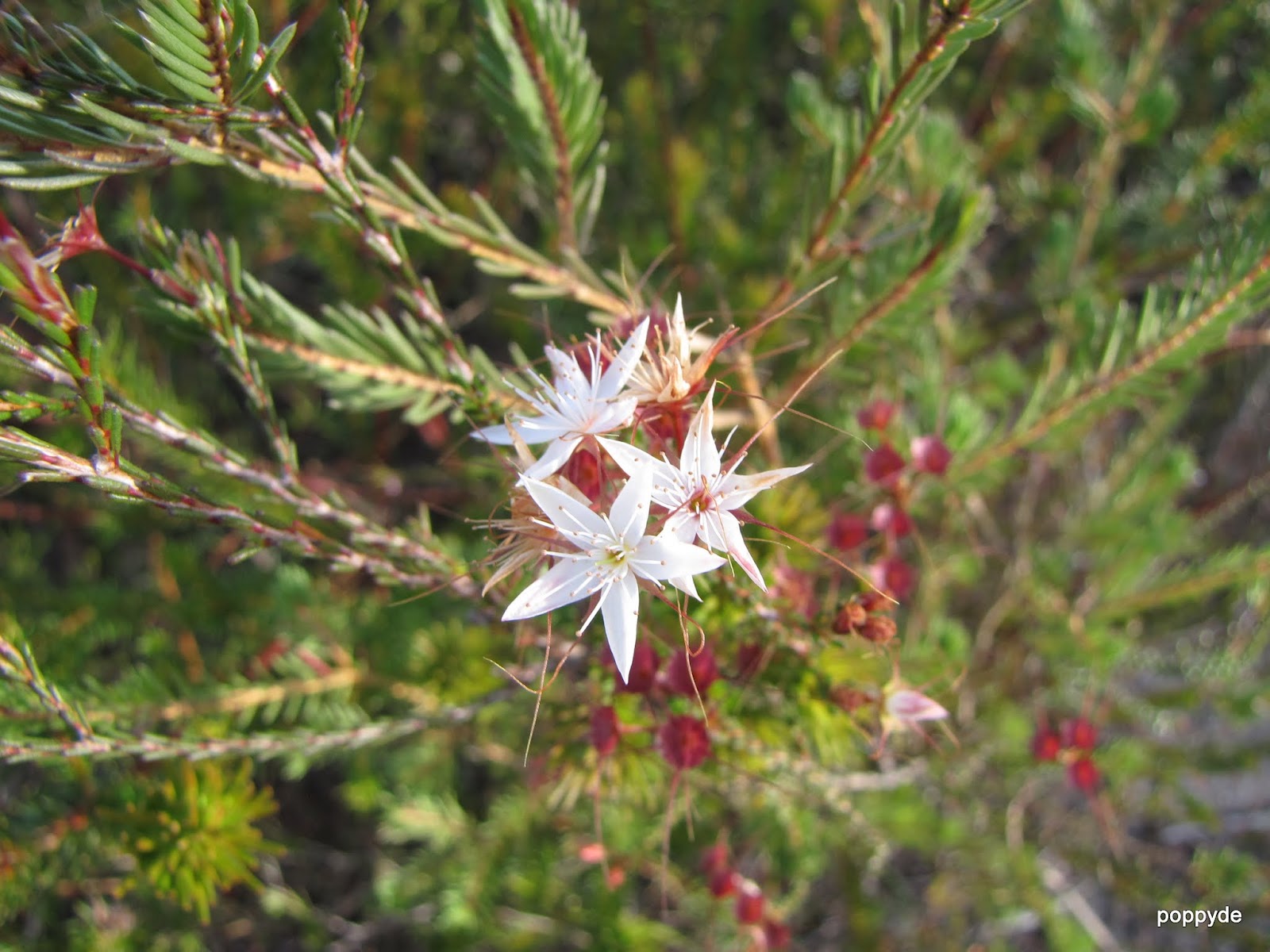 Sydney's Wildflowers and Native Plants Calytrix tetragona Fringemyrtle.