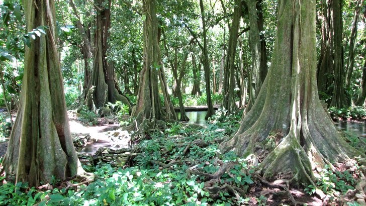Forêt de Mape du jardin botanique de Papeari