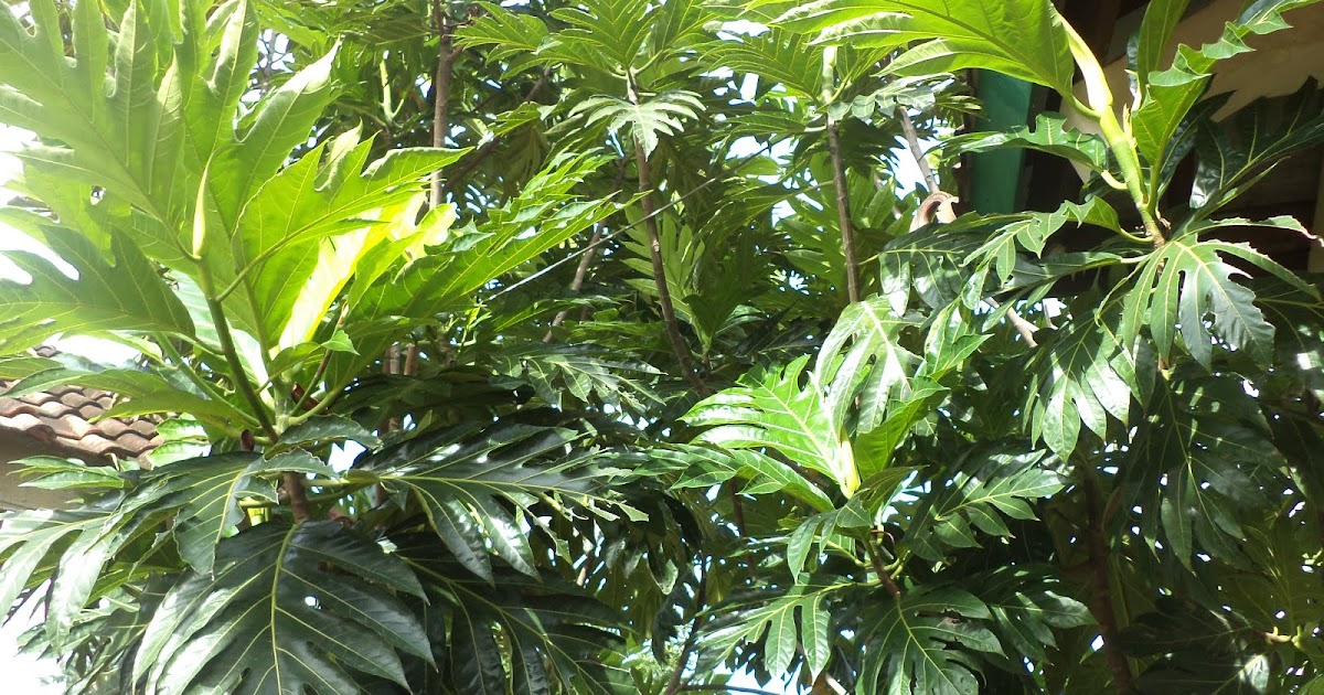 PERTANIANNYA MUSRIATI: KHASIAT DAUN SUKUN UNTUK KESEHATAN