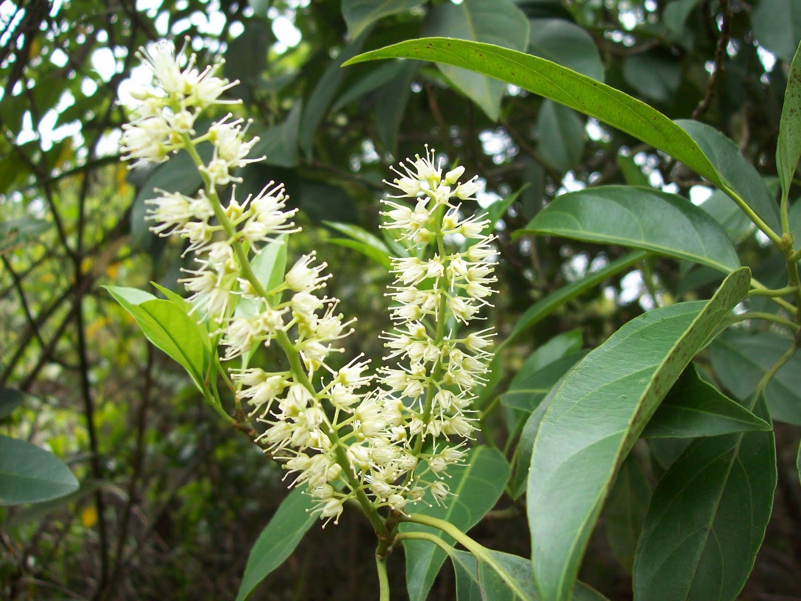 gardentropics Wild Flowers of Hong Kong