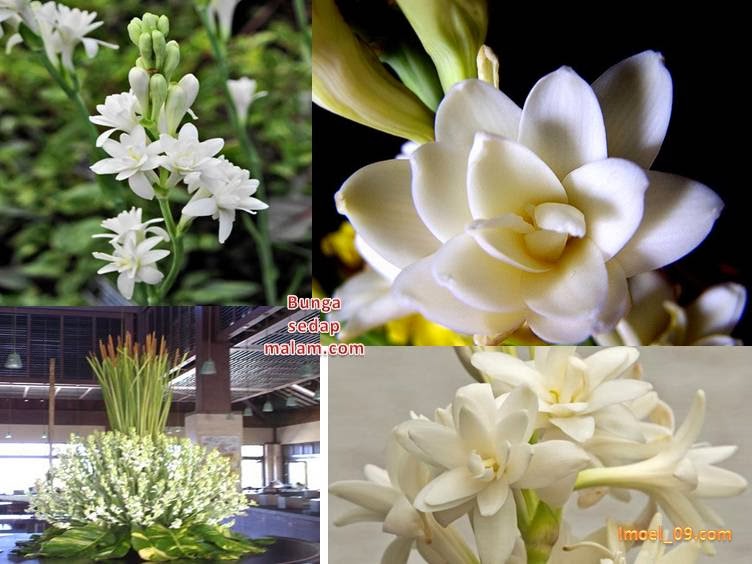 Jenis Tanaman Bunga Sedap Malam Informasi Seputar Tanaman Hias
