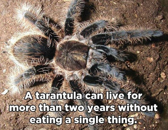 animal facts, amazing animal facts, facts about animals, a tarantula can live for more than two years without eating a single thing