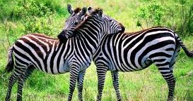 Karya-Mandau: Tafsir Mimpi - Zebra