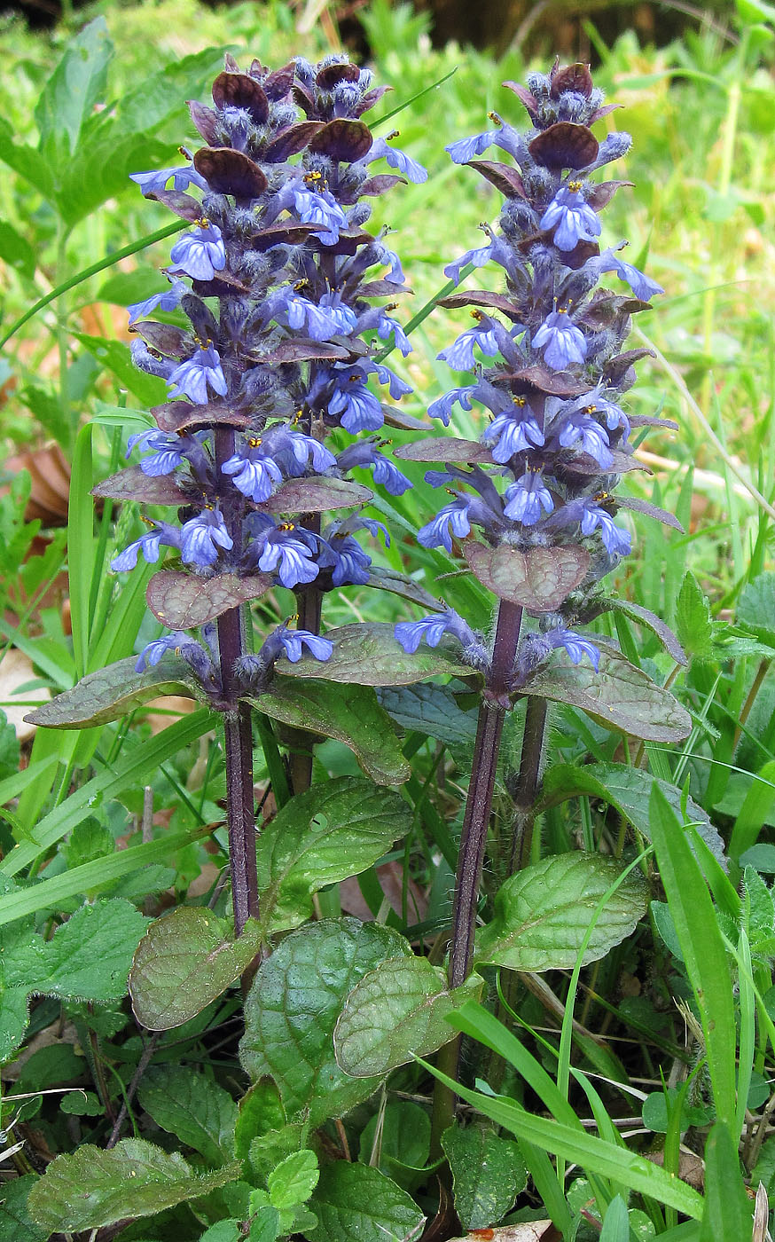 Blue Bugle Naturally