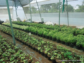 http://4.bp.blogspot.com/-a4RL6E03nKw/UJO-9n8kUmI/AAAAAAAAA8U/aKn3-ZW0LM4/s400/Plants+Plant+Nursery+in+Pune+India+Sanjay+Nursery+(359).JPG