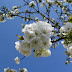 Cherry in bloom and a winner!!!