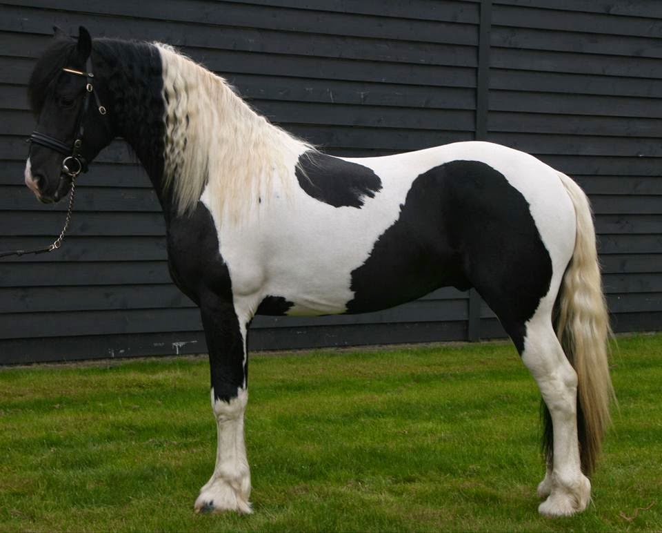 Ajanaz Quarantine & Horse Services Quarantine & Horse Services Malaysia