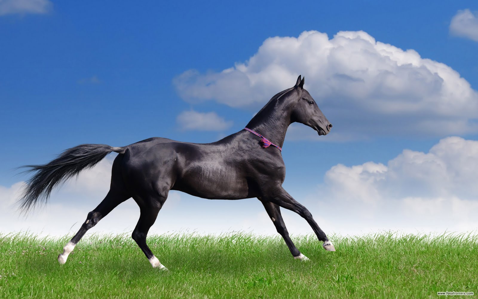 http://4.bp.blogspot.com/-a50xvLlEeHw/TocQFD8hBtI/AAAAAAAADMw/b_XaME15IXc/s1600/Beautiful+horses+photos+34.jpg