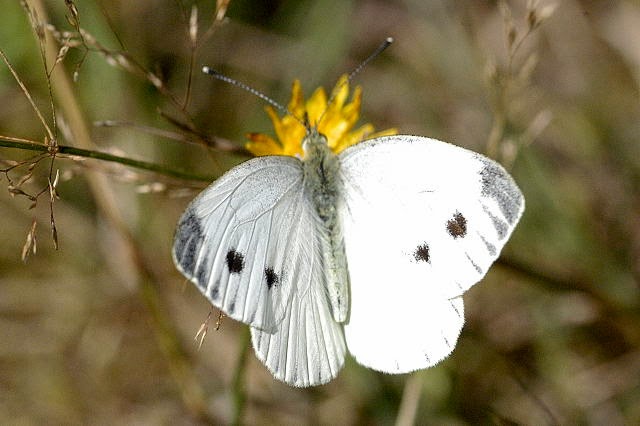 Butterfly Pictures Small White Pieris Rapae