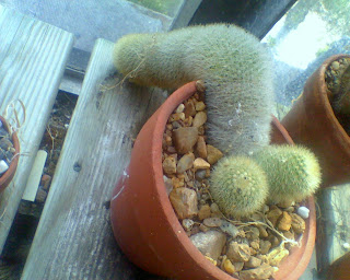 Mon cactus migrateur Penis+Cactus+by+Dallas+Krentzel