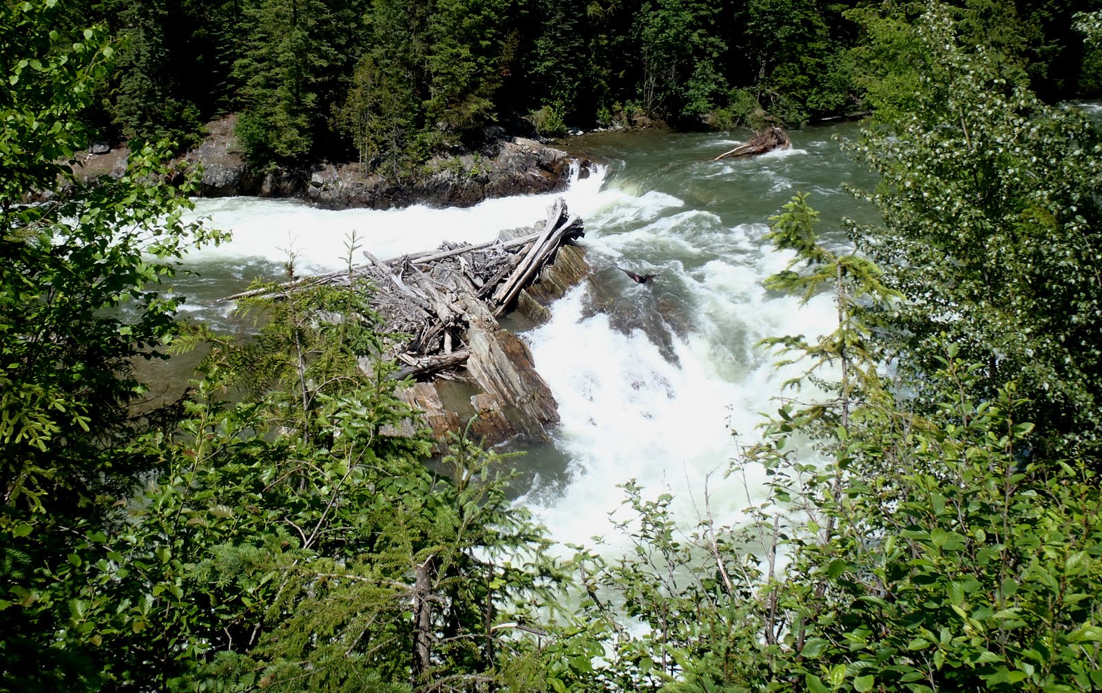 Beaver falls - there was wood. beaver%25252Bfalls Beavers have been working the