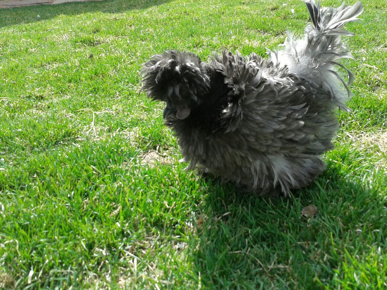 Colorado Foothills Silkie Chicks and Eggs BREEDING STOCK