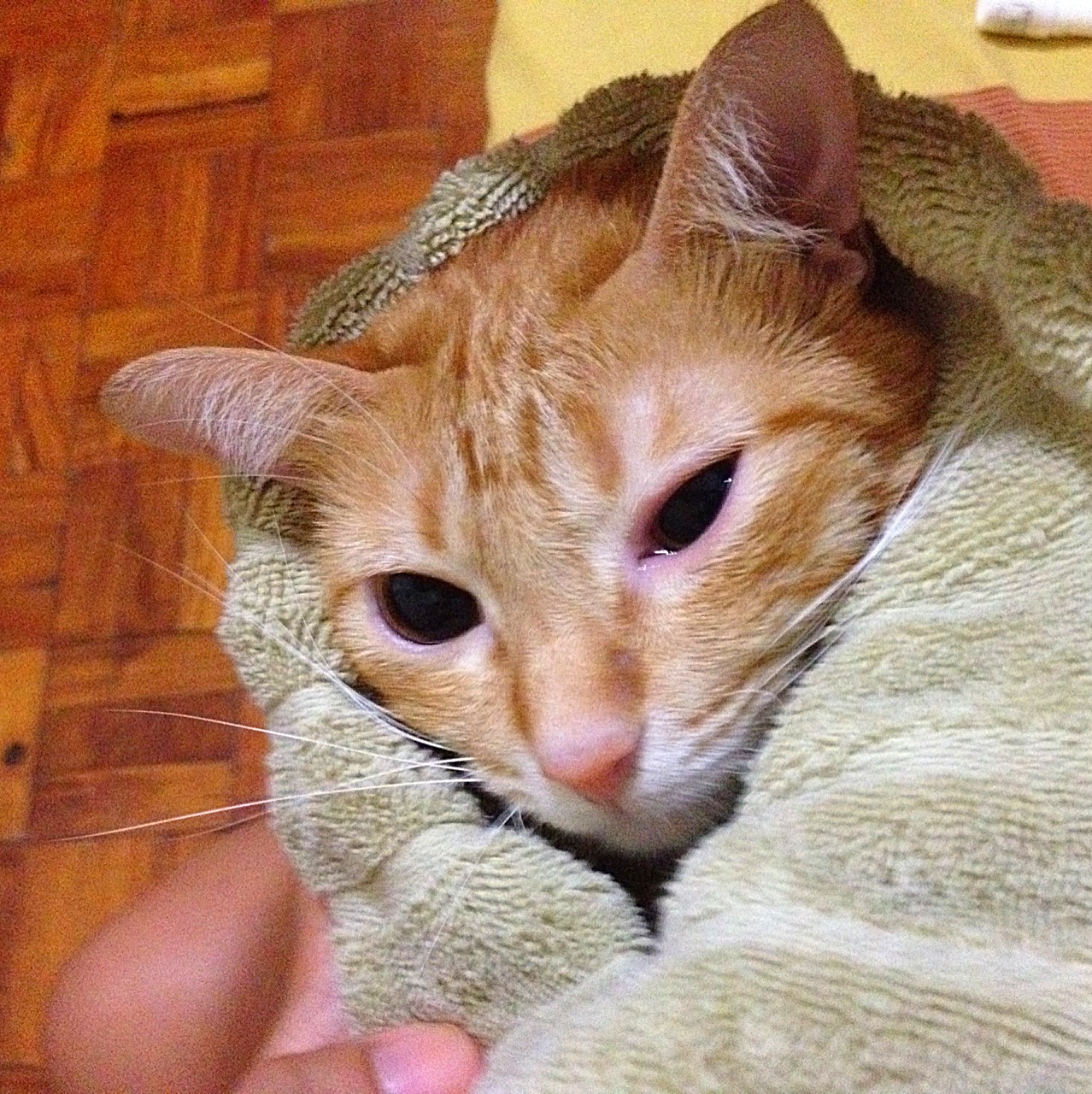 I was tearyeyed! PAWsome Cats