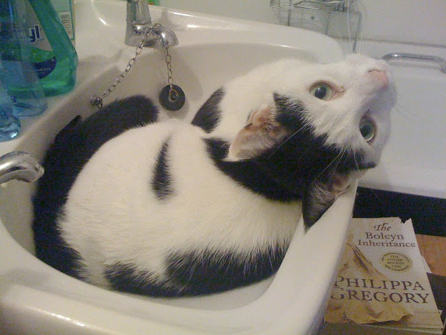 cats in sinks, cute cat pictures, adorable cat pictures, cat in sink pictures, cat pictures, kitten, funny cats