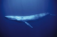 Blue Whale (Paus Biru)