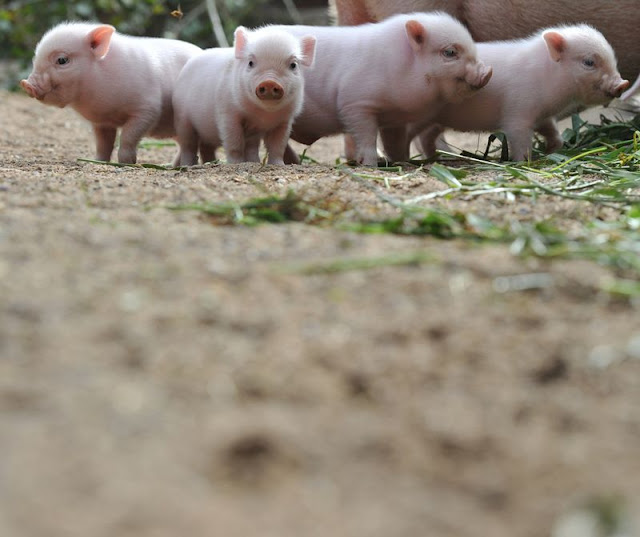 baby animals, cute animals, baby pigs