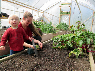 transplanting greenhouse garden, transplanting fennel