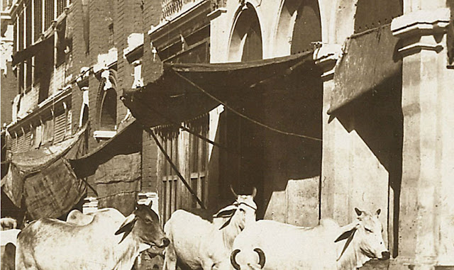 Cows-on-the-pavement-of-Harrison-street-in-Calcutta---1903-b